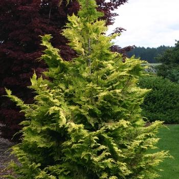 Chamaecyparis Obtusa Jade Waves - View 10 from www redcrocus com