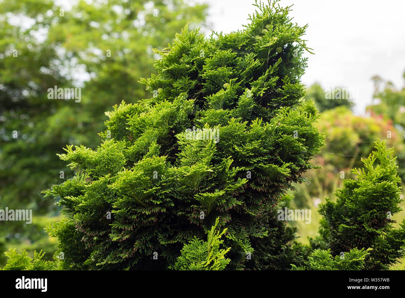 Chamaecyparis Obtusa Jade Waves - View 11 from www redcrocus com