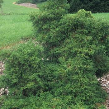 Chamaecyparis Obtusa Jade Waves - View 12 from www redcrocus com