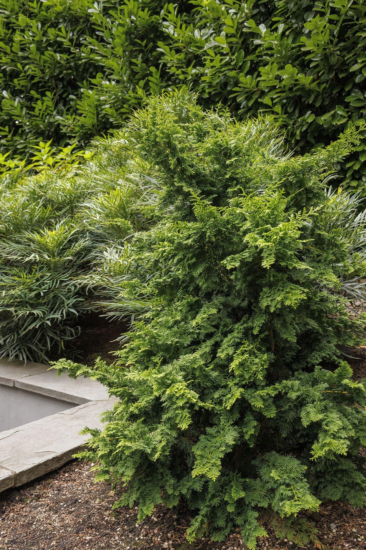 Chamaecyparis Obtusa Jade Waves - View 13 from www redcrocus com