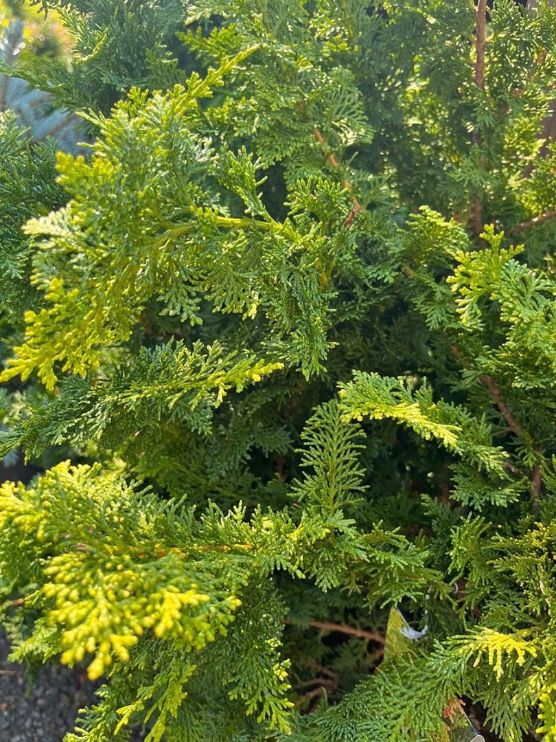 Chamaecyparis Obtusa Jade Waves - View 15 from www redcrocus com