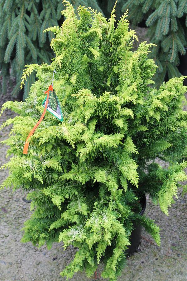 Chamaecyparis Obtusa Jade Waves - View 16 from www redcrocus com