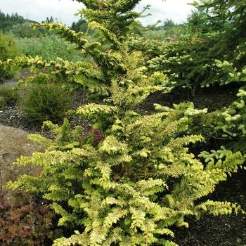 Chamaecyparis Obtusa Jade Waves - View 17 from www redcrocus com