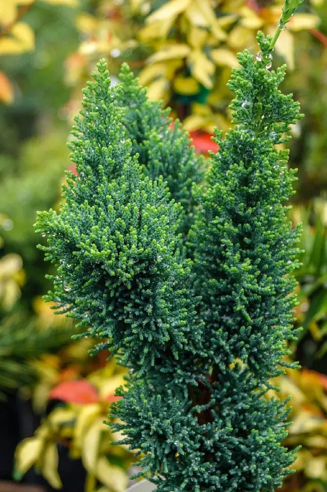 Chamaecyparis Obtusa Jade Waves - View 18 from www redcrocus com