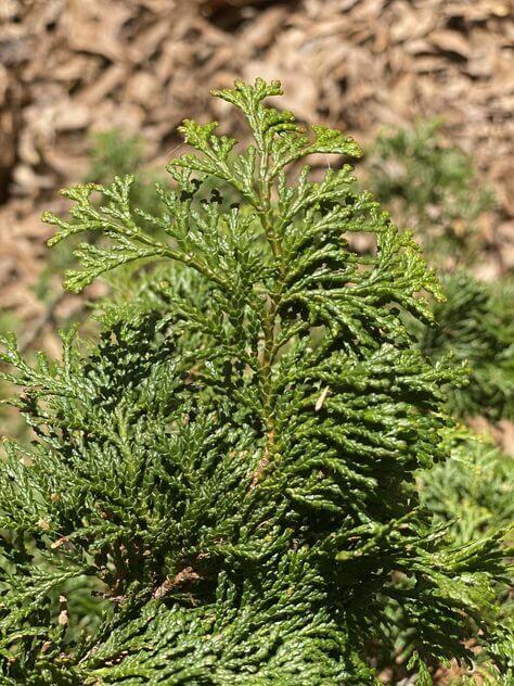 Chamaecyparis Obtusa Jade Waves - View 19 from www redcrocus com