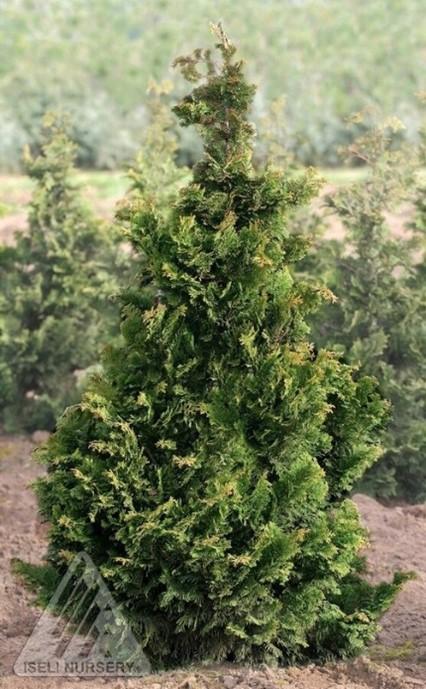 Chamaecyparis Obtusa Jade Waves - View 2 from www redcrocus com