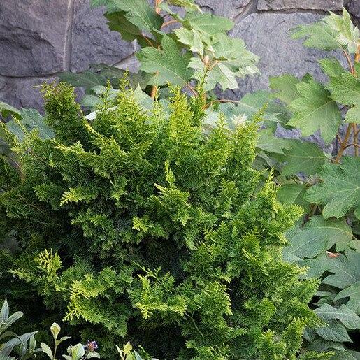 Chamaecyparis Obtusa Jade Waves - View 3 from www redcrocus com