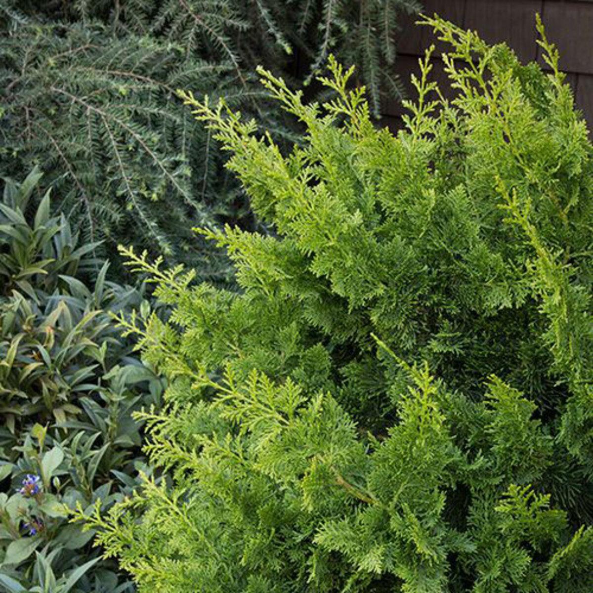 Chamaecyparis Obtusa Jade Waves - View 4 from www redcrocus com