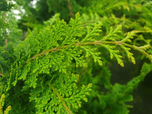 Chamaecyparis Obtusa Jade Waves - View 5 from www redcrocus com