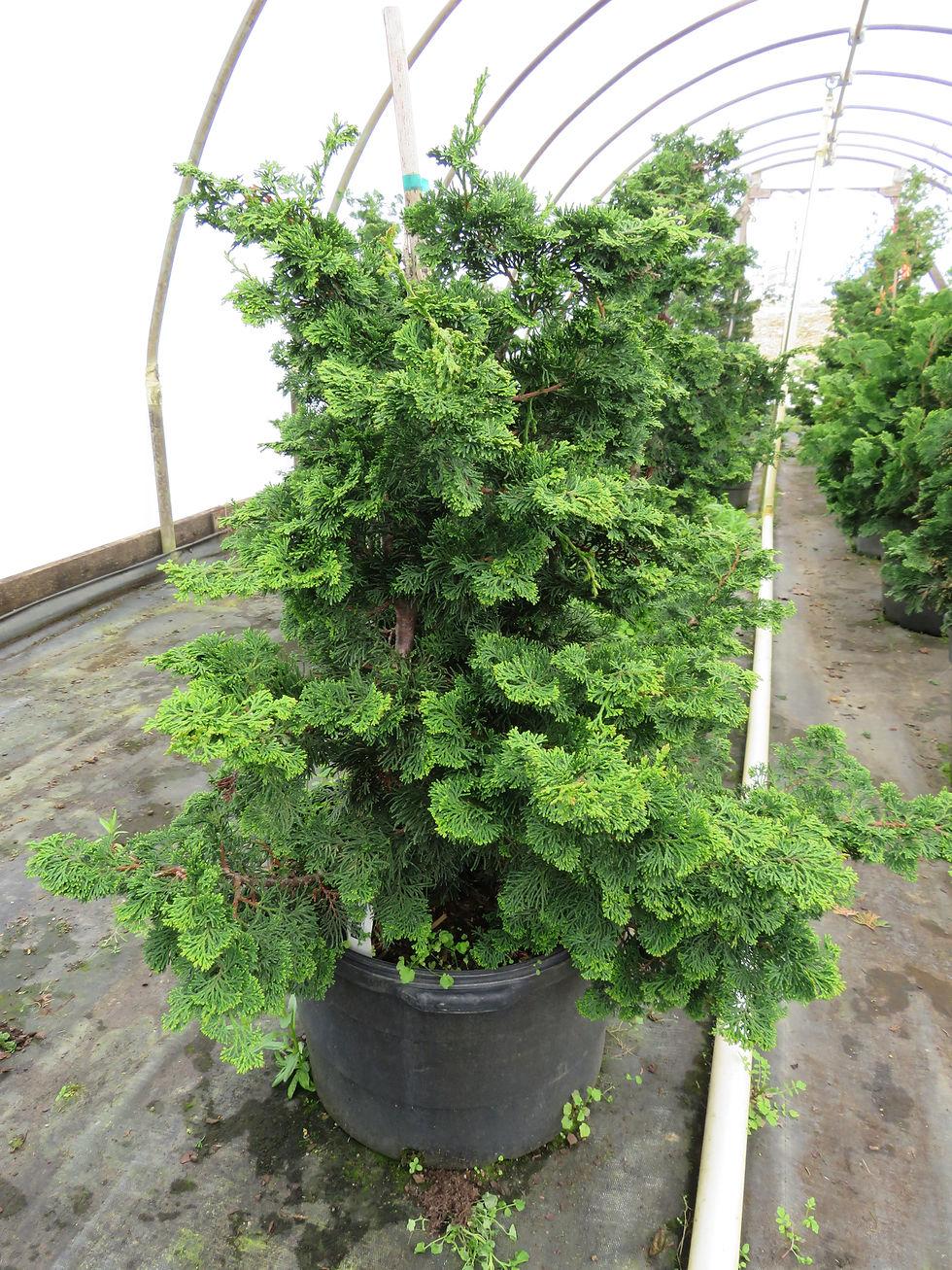 Chamaecyparis Obtusa Jade Waves - View 6 from www redcrocus com