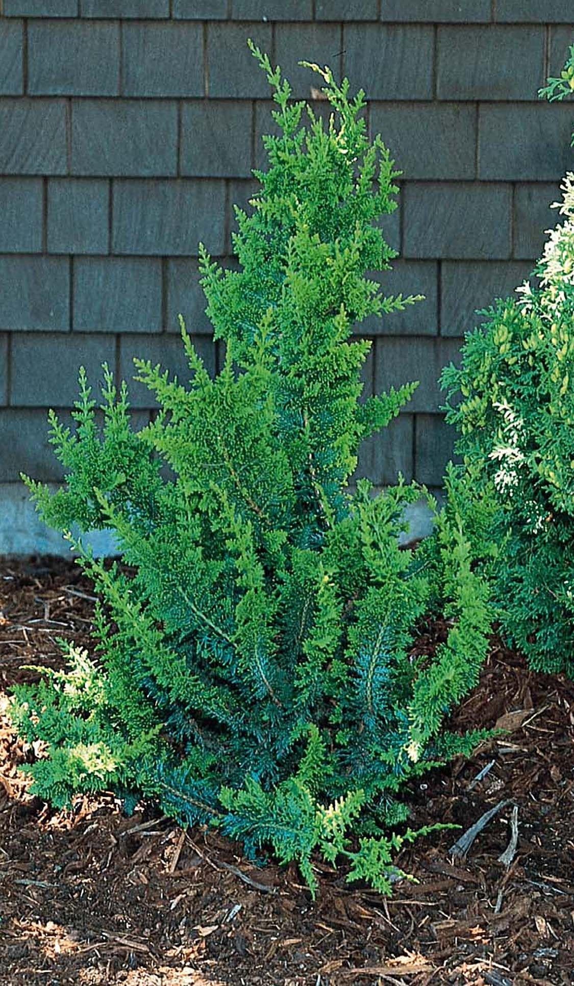 Chamaecyparis Obtusa Jade Waves - View 7 from www redcrocus com
