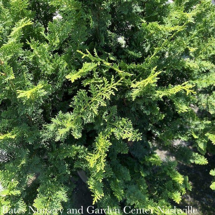 Chamaecyparis Obtusa Jade Waves - View 8 from www redcrocus com