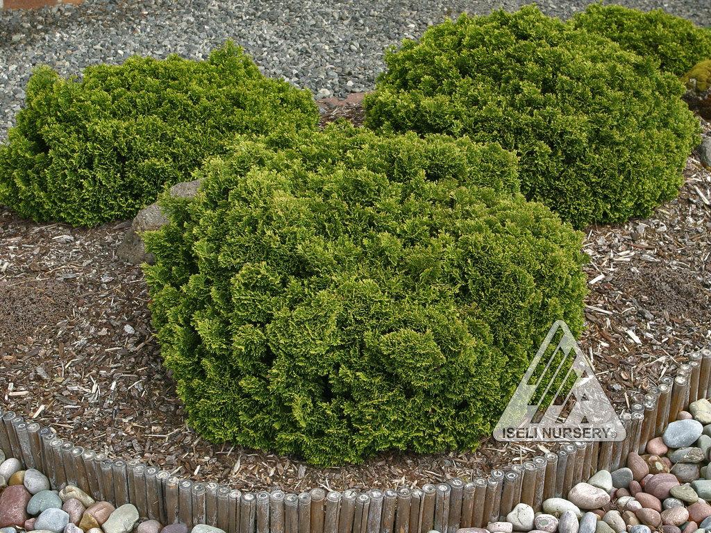 Chamaecyparis Obtusa Jade Waves - View 9 from www redcrocus com