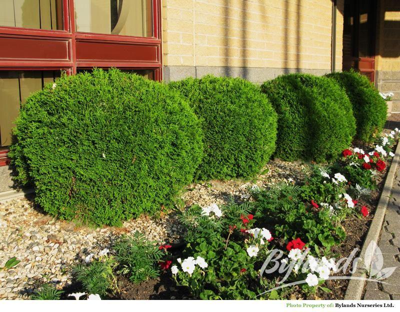 Thuja Occidentalis Little Giant - View 8 from www redcrocus com