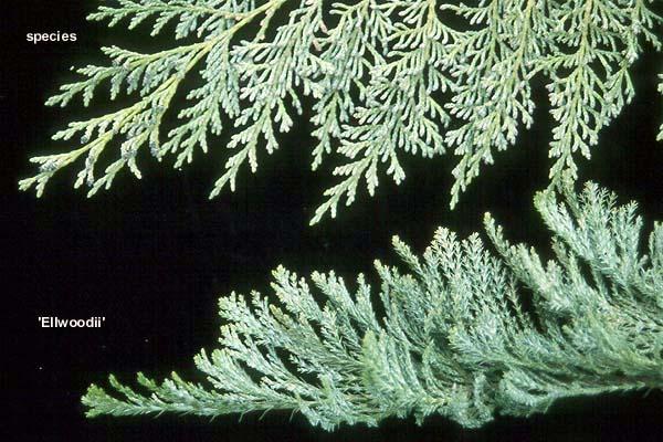 Chamaecyparis Lawsoniana 'ellwoodii' - View 12 from www redcrocus com