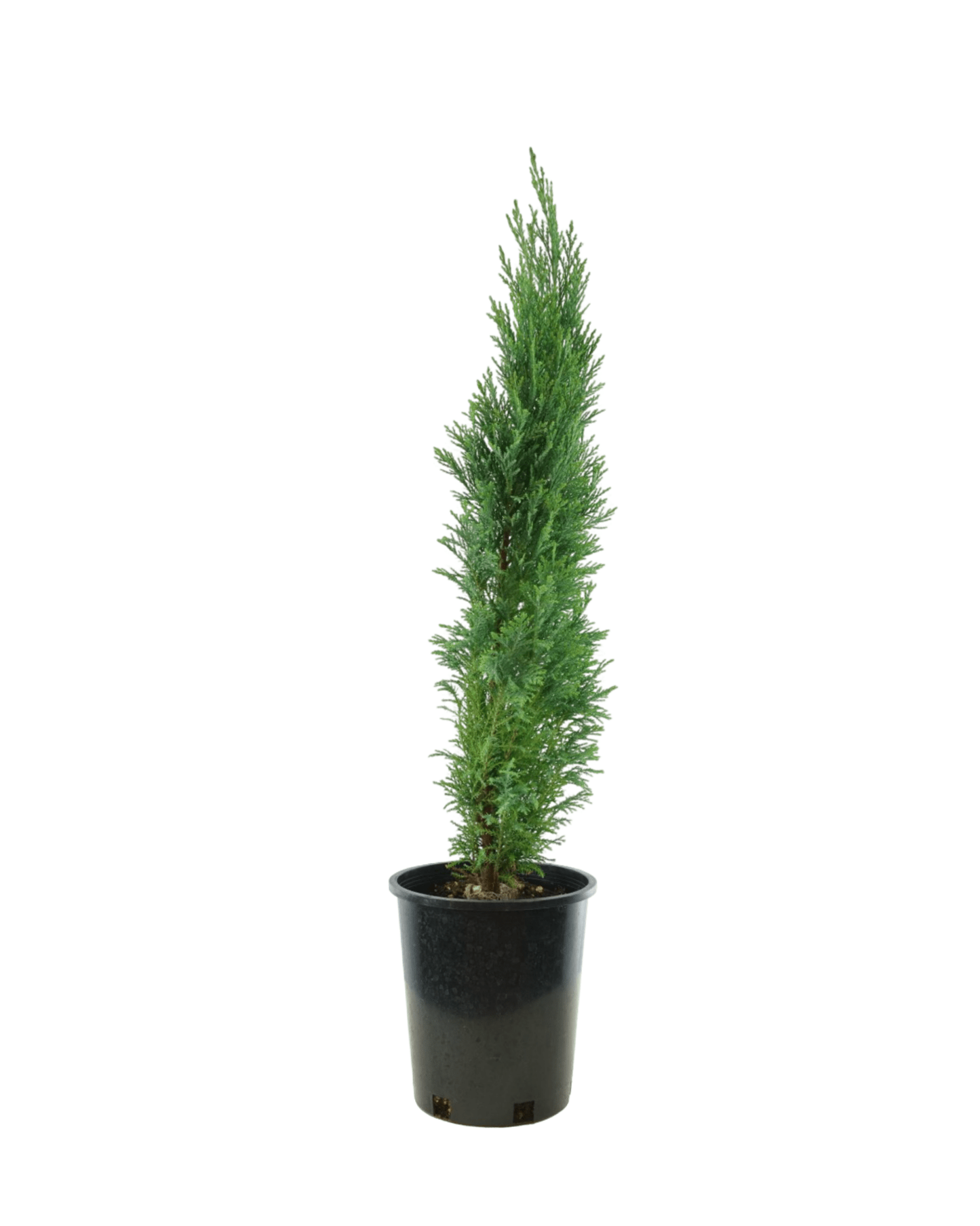 Chamaecyparis Lawsoniana 'ellwoodii' - View 24 from www redcrocus com