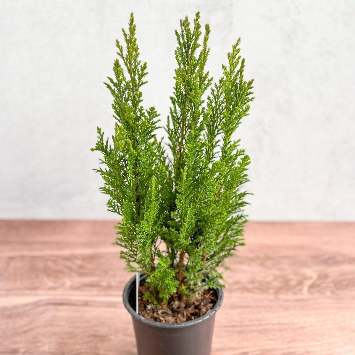 Chamaecyparis Lawsoniana 'ellwoodii' - View 3 from www redcrocus com