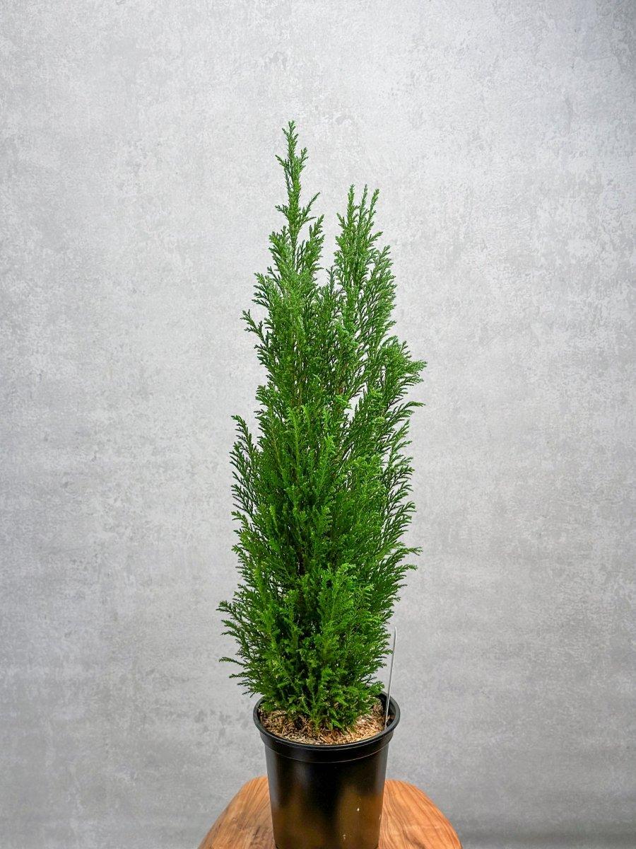 Chamaecyparis Lawsoniana 'ellwoodii' - View 8 from www redcrocus com
