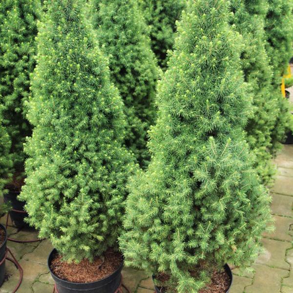 Picea Glauca Conica 4 Pompom - View 10 from www redcrocus com