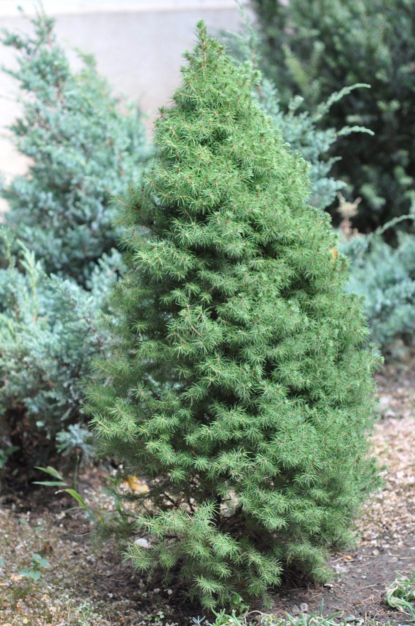 Picea Glauca Conica 4 Pompom - View 12 from www redcrocus com