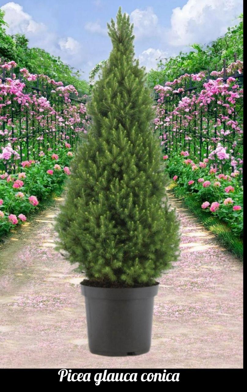 Picea Glauca Conica 4 Pompom - View 15 from www redcrocus com
