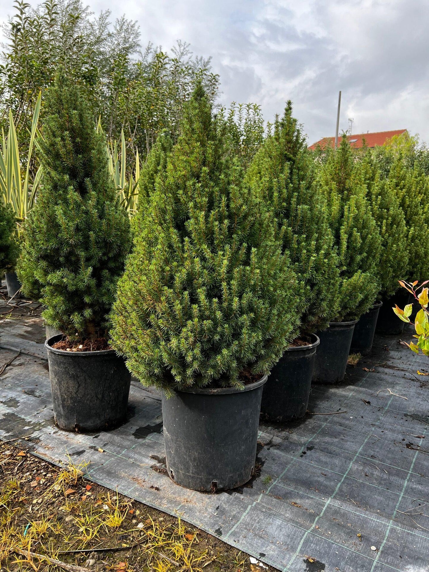 Picea Glauca Conica 4 Pompom - View 17 from www redcrocus com