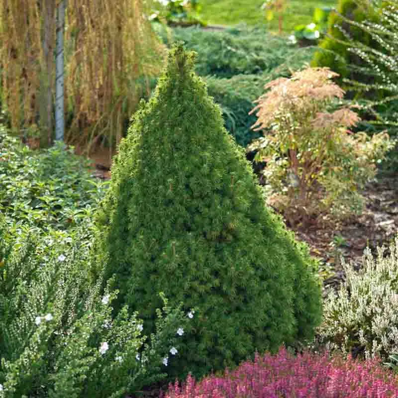 Picea Glauca Conica 4 Pompom - View 18 from www redcrocus com