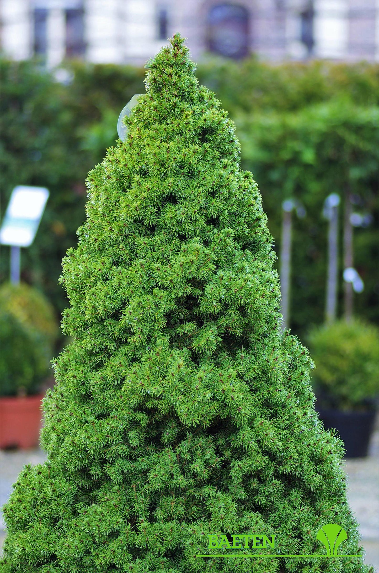 Picea Glauca Conica 4 Pompom - View 3 from www redcrocus com