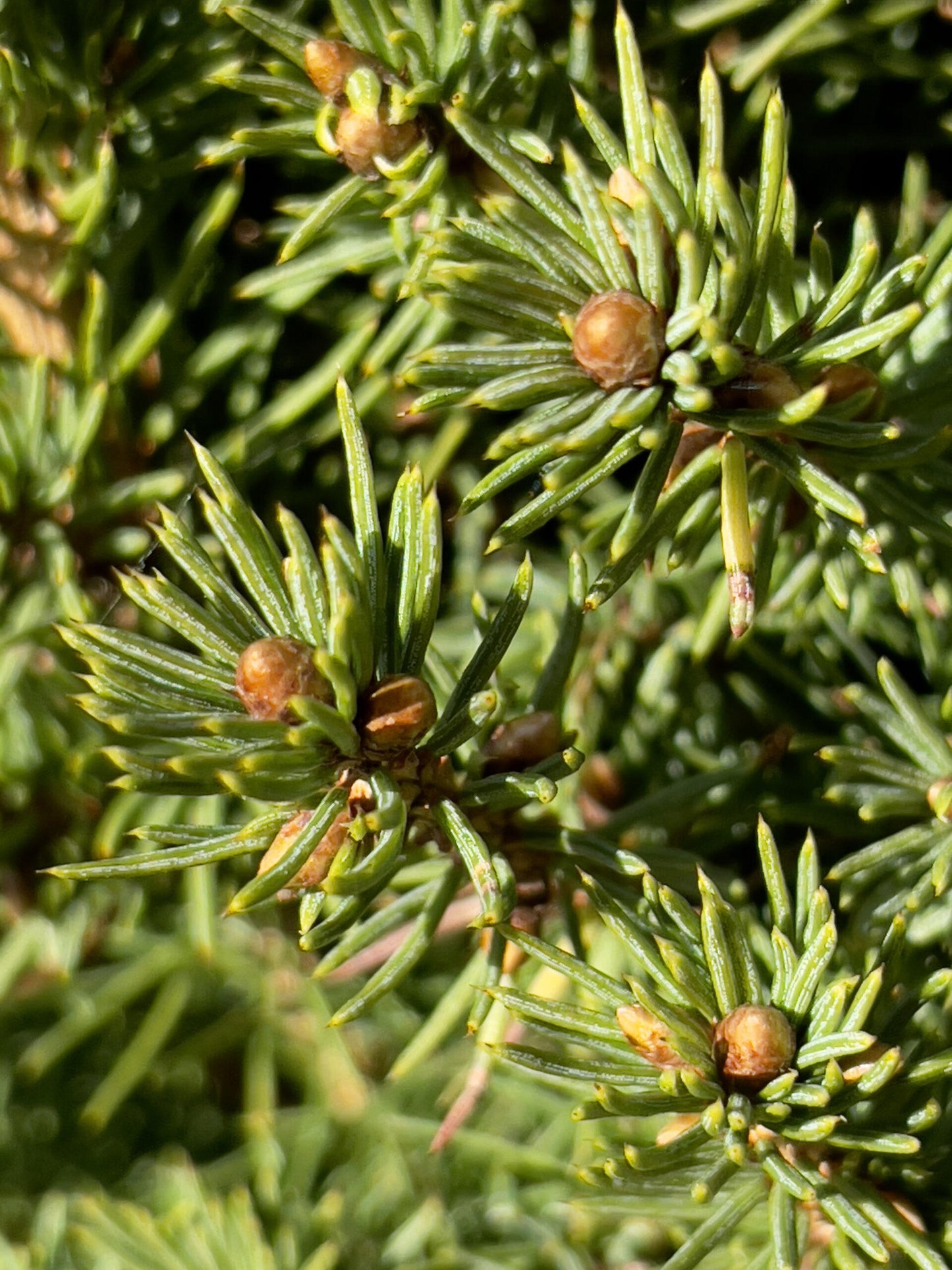 Picea Glauca Conica 4 Pompom - View 4 from www redcrocus com