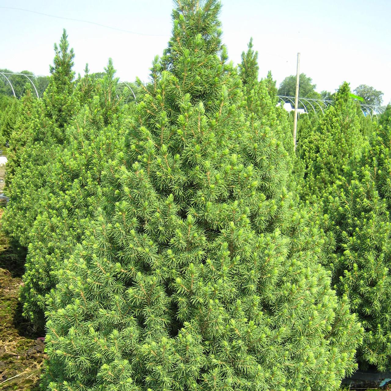 Picea Glauca Conica 4 Pompom - View 9 from www redcrocus com