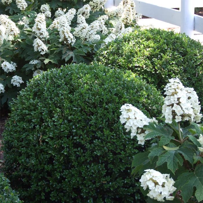 Buxus Newgen Liberty Belle - View 10 from www redcrocus com