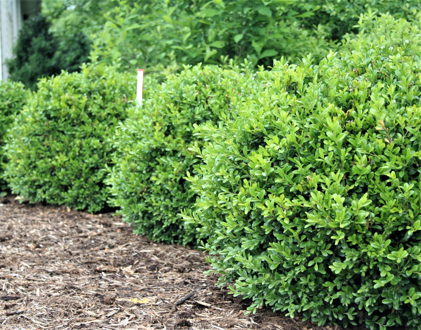 Buxus Newgen Liberty Belle - View 12 from www redcrocus com