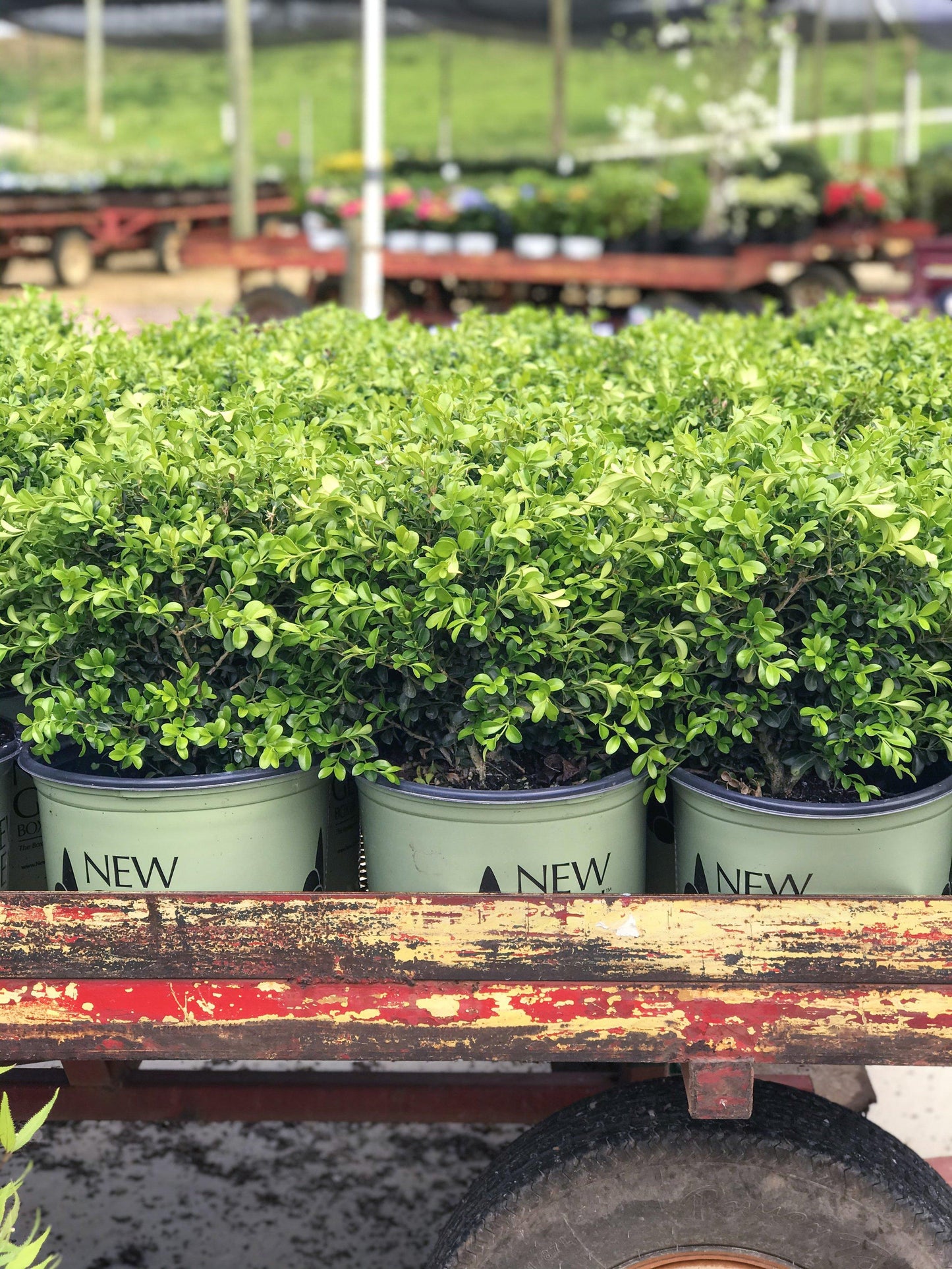 Buxus Newgen Liberty Belle - View 14 from www redcrocus com