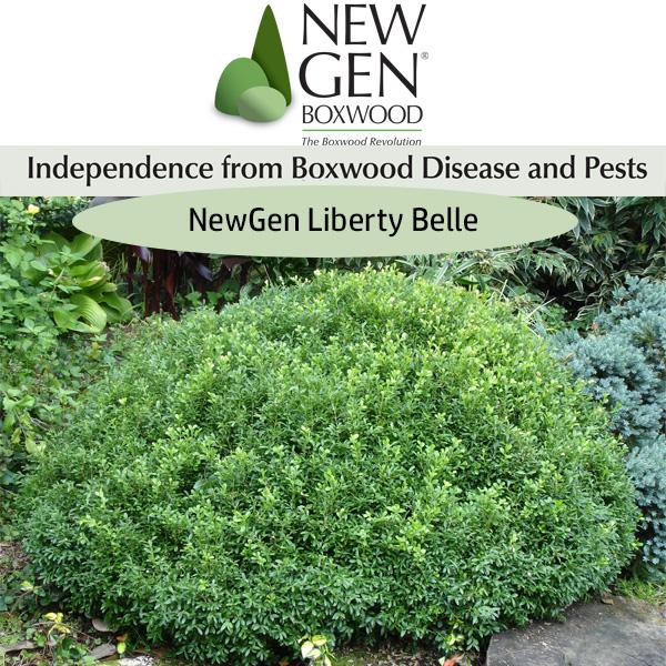 Buxus Newgen Liberty Belle - View 1 from www redcrocus com