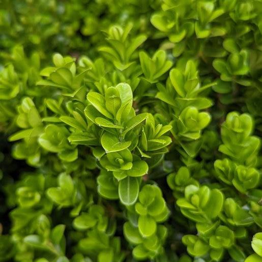 Buxus Newgen Liberty Belle - View 20 from www redcrocus com