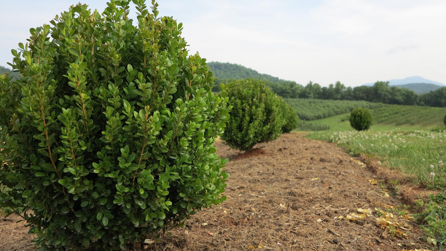 Buxus Newgen Liberty Belle - View 2 from www redcrocus com
