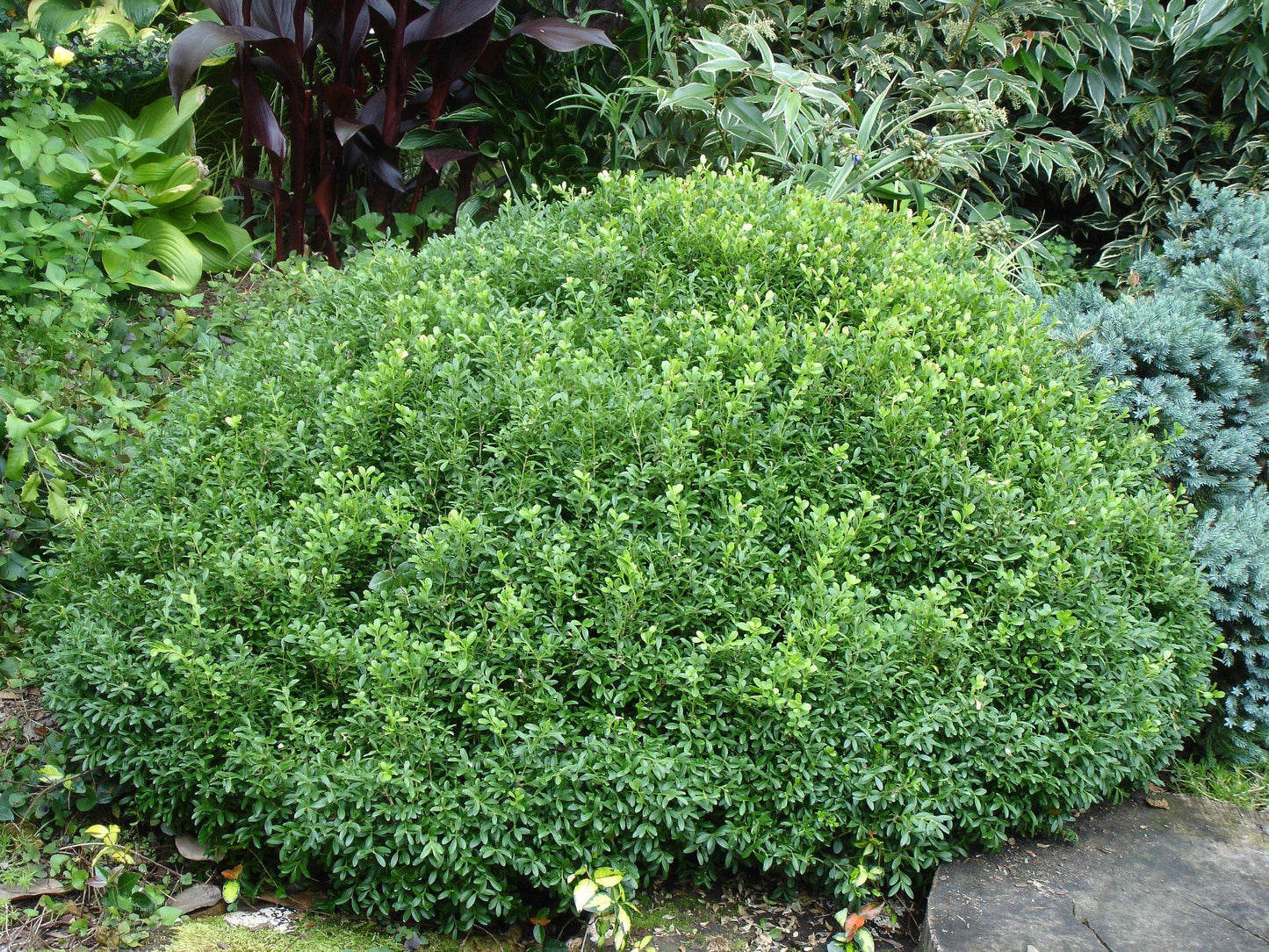 Buxus Newgen Liberty Belle - View 3 from www redcrocus com