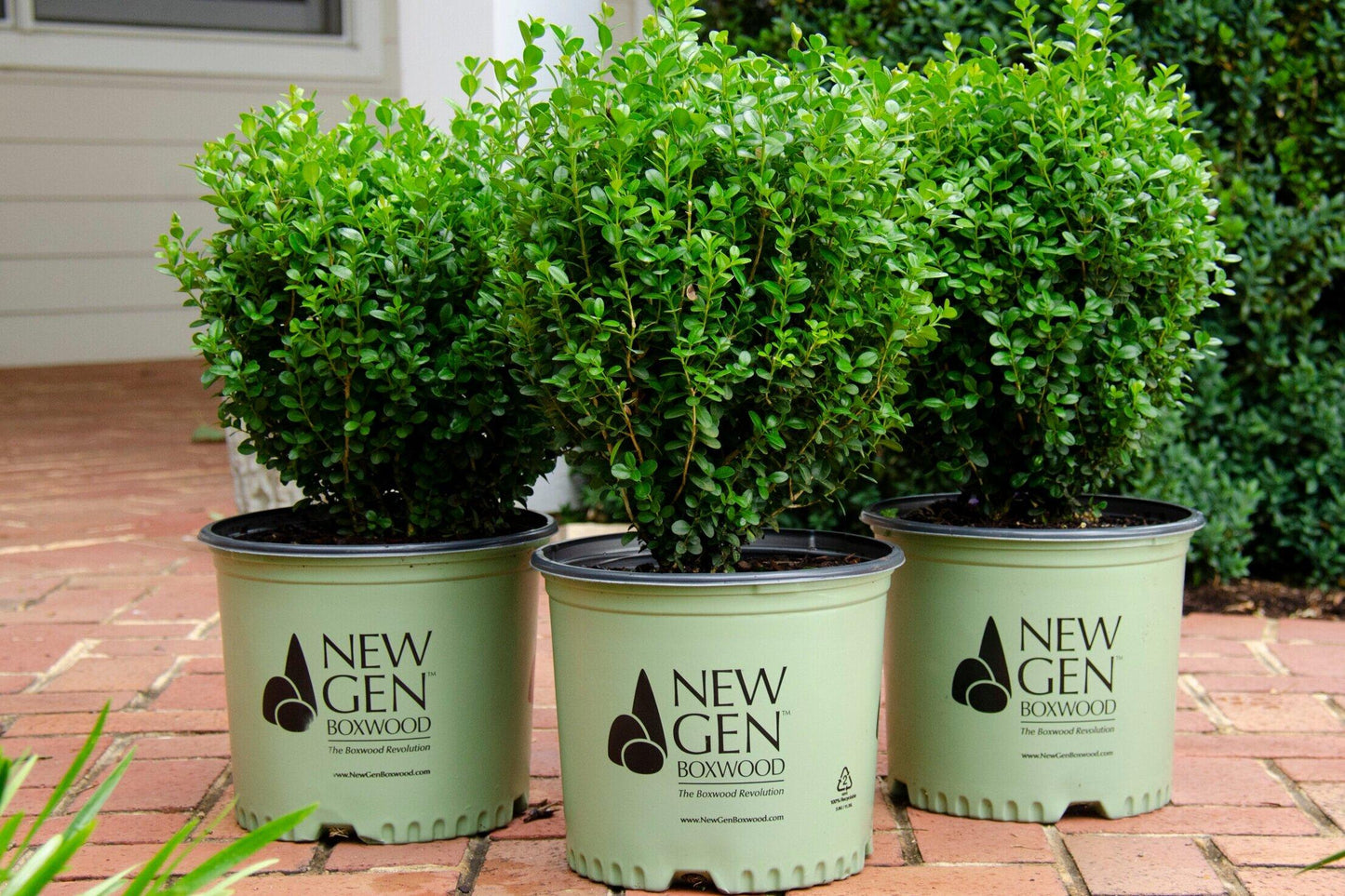 Buxus Newgen Liberty Belle - View 6 from www redcrocus com