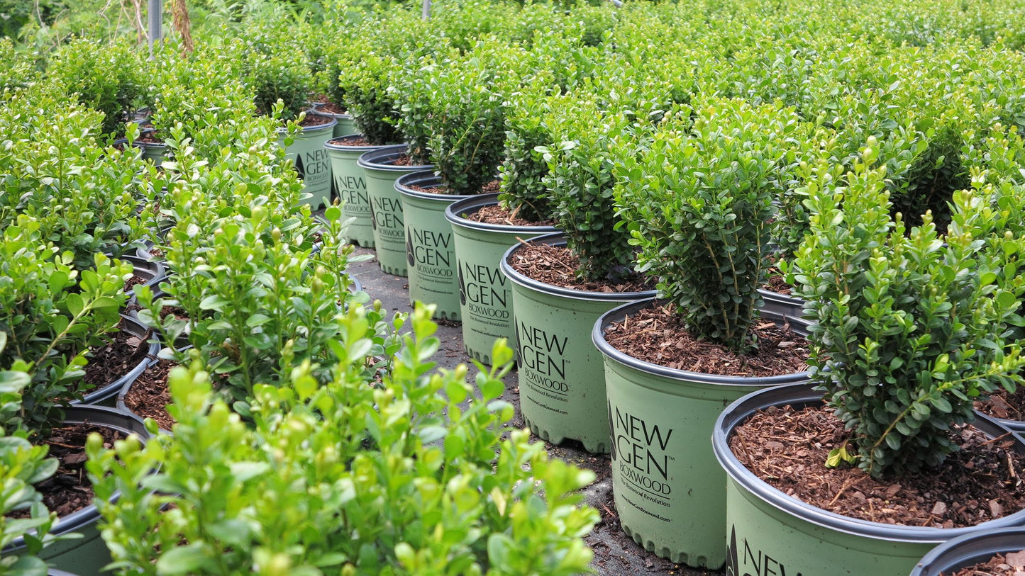 Buxus Newgen Liberty Belle - View 8 from www redcrocus com