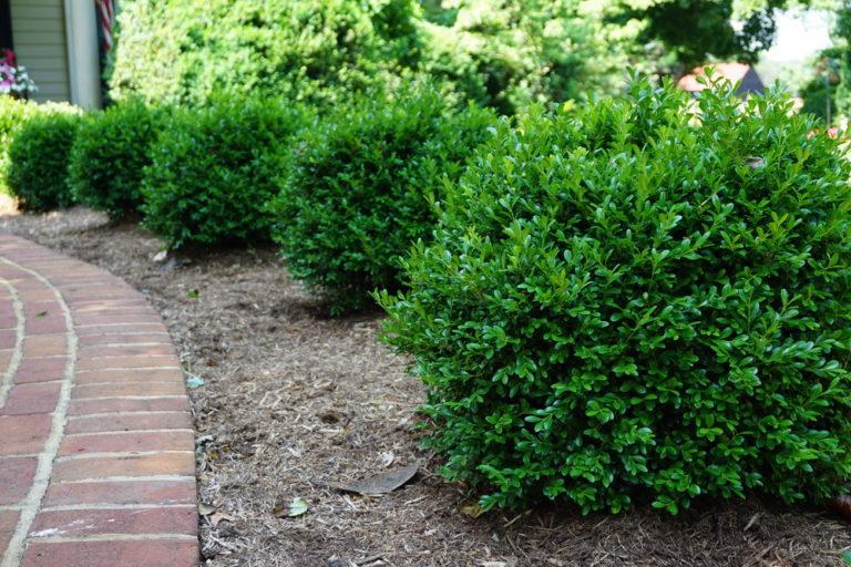 Buxus Newgen Liberty Belle - View 9 from www redcrocus com