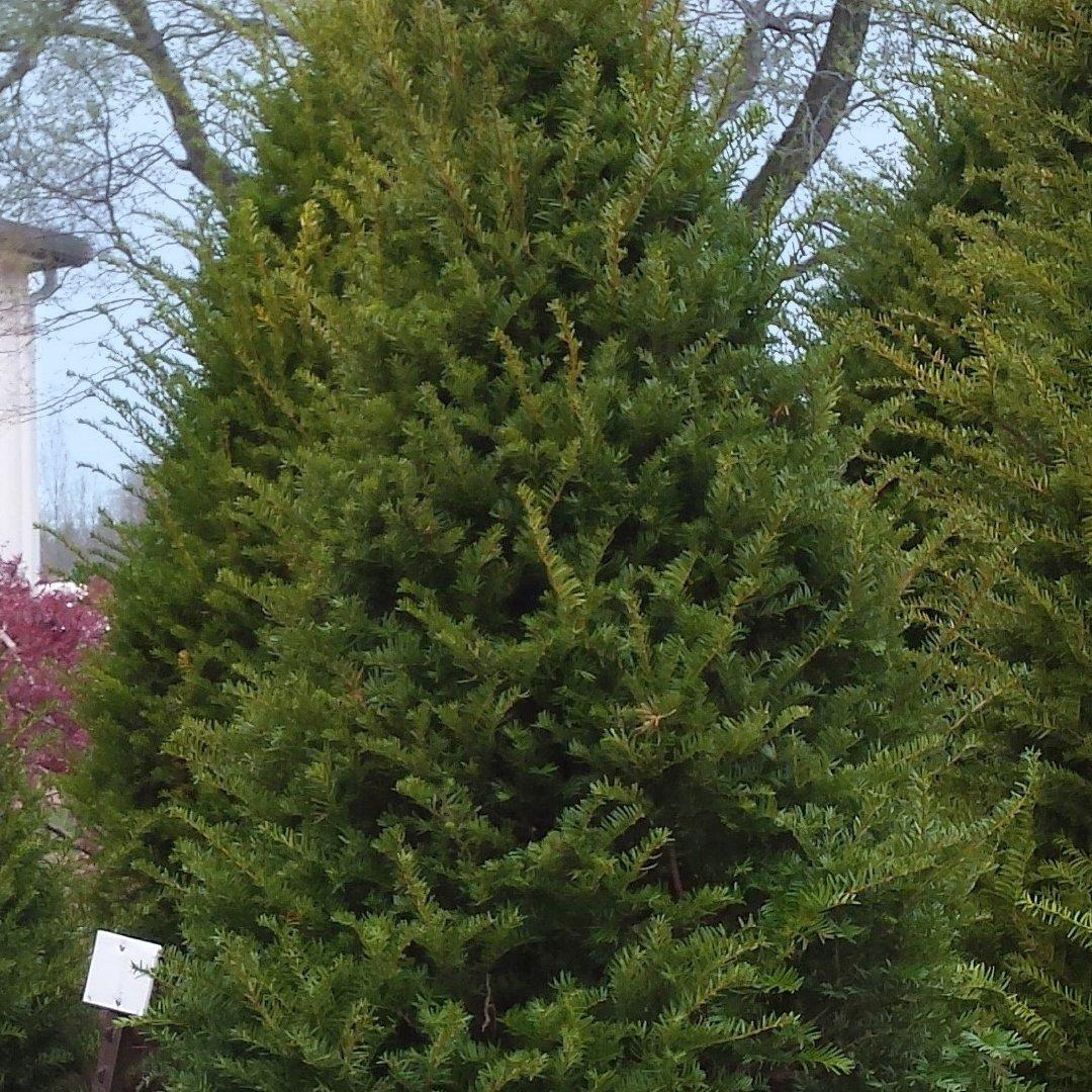 Taxus Cuspidata Capitata - View 10 from www redcrocus com