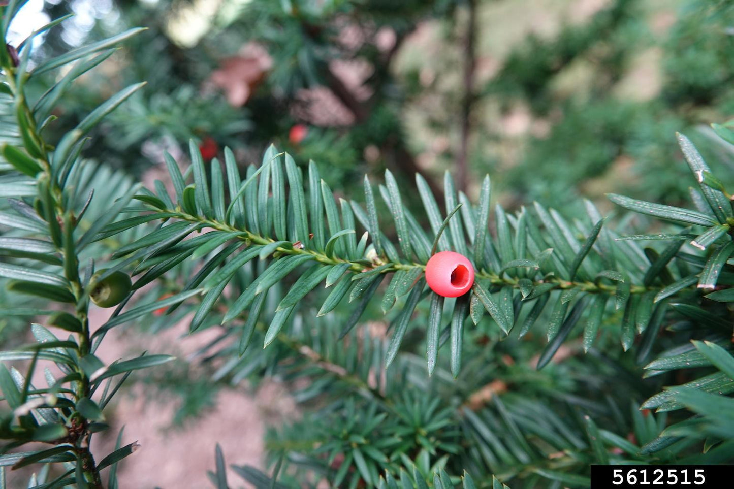 Taxus Cuspidata Capitata - View 12 from www redcrocus com