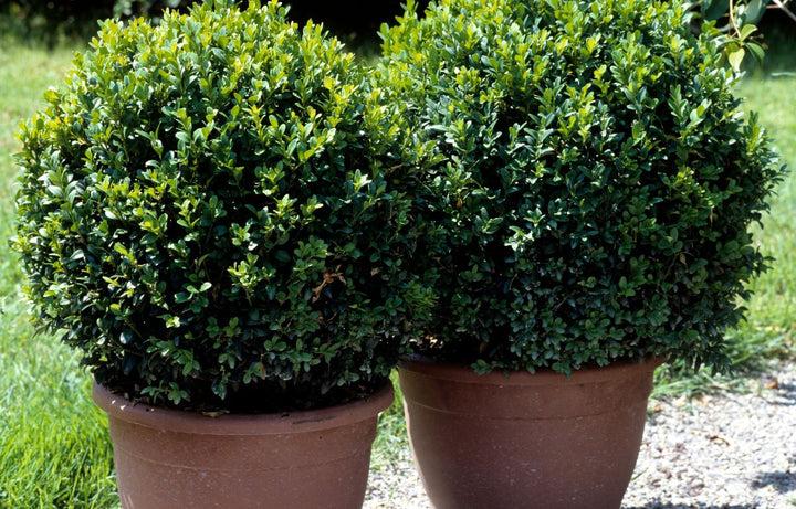 Buxus Sempervirens 2 Ball - View 10 from www redcrocus com