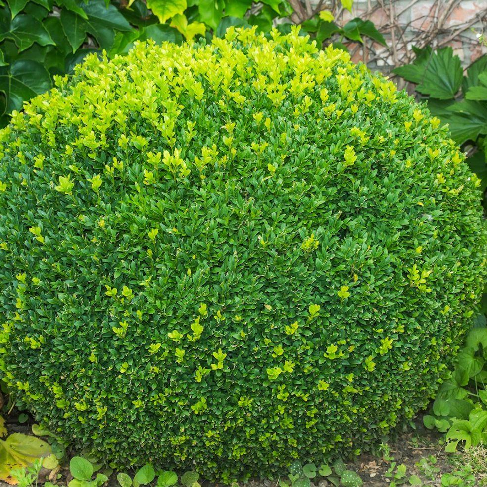 Buxus Sempervirens 2 Ball - View 12 from www redcrocus com