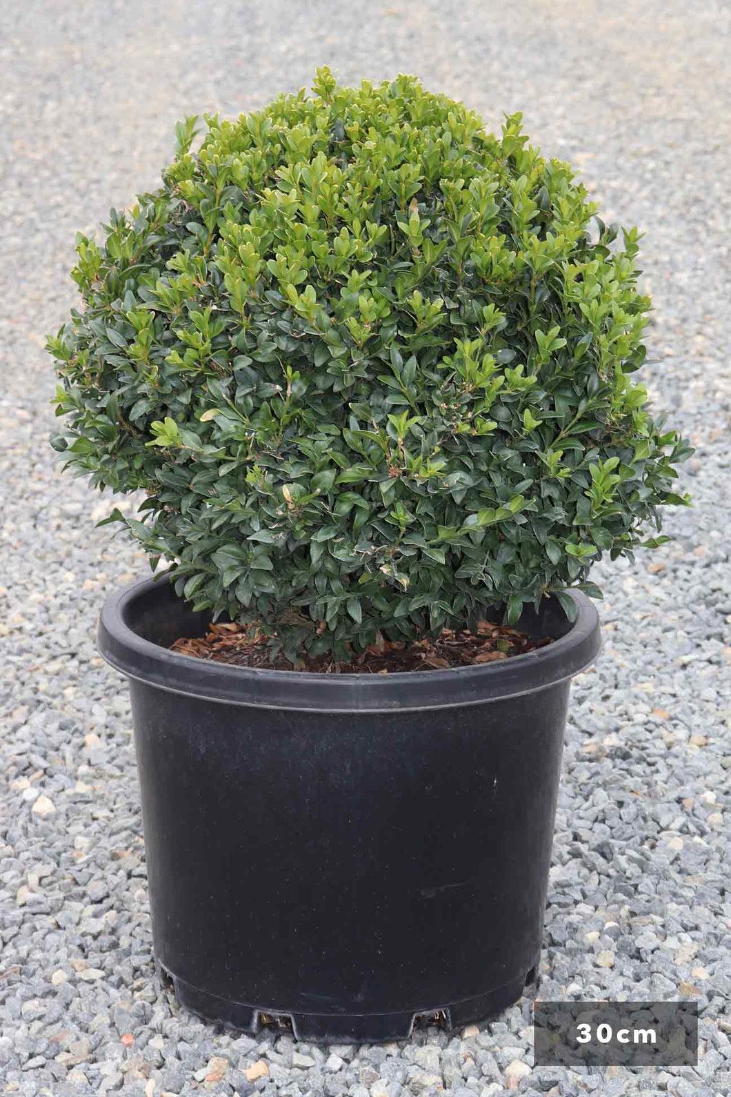 Buxus Sempervirens 2 Ball - View 14 from www redcrocus com