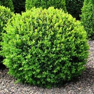 Buxus Sempervirens 2 Ball - View 15 from www redcrocus com