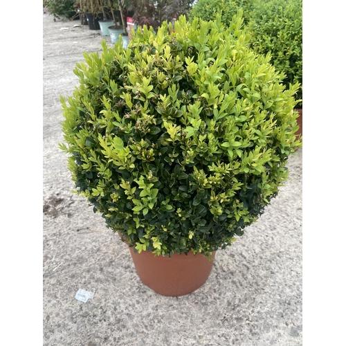 Buxus Sempervirens 2 Ball - View 16 from www redcrocus com