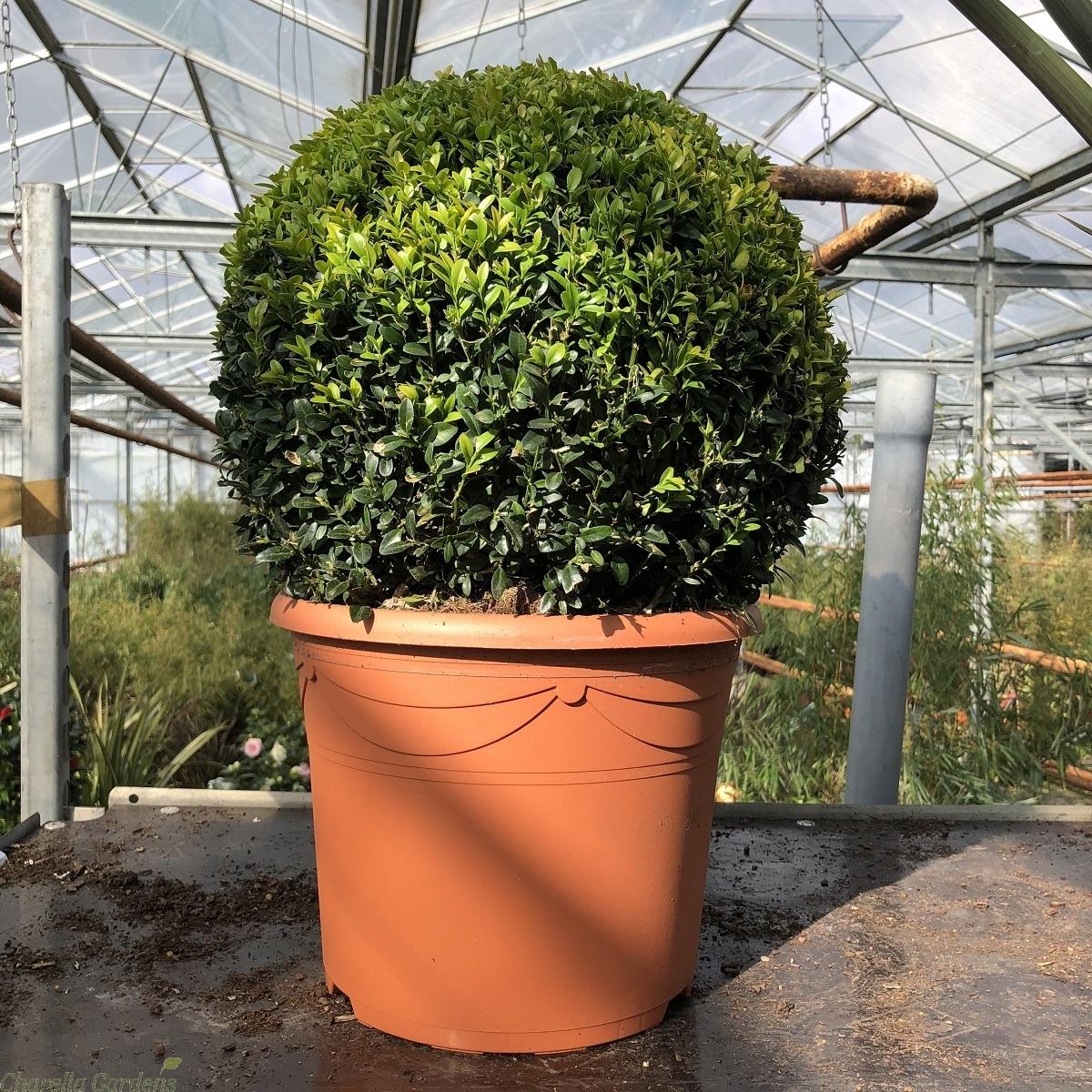 Buxus Sempervirens 2 Ball - View 17 from www redcrocus com