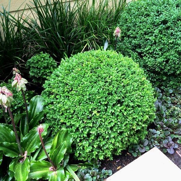 Buxus Sempervirens 2 Ball - View 18 from www redcrocus com