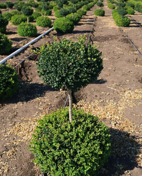 Buxus Sempervirens 2 Ball - View 1 from www redcrocus com